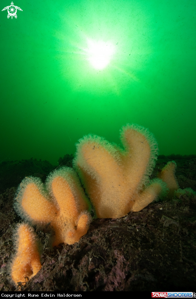 A Dead mans finger
