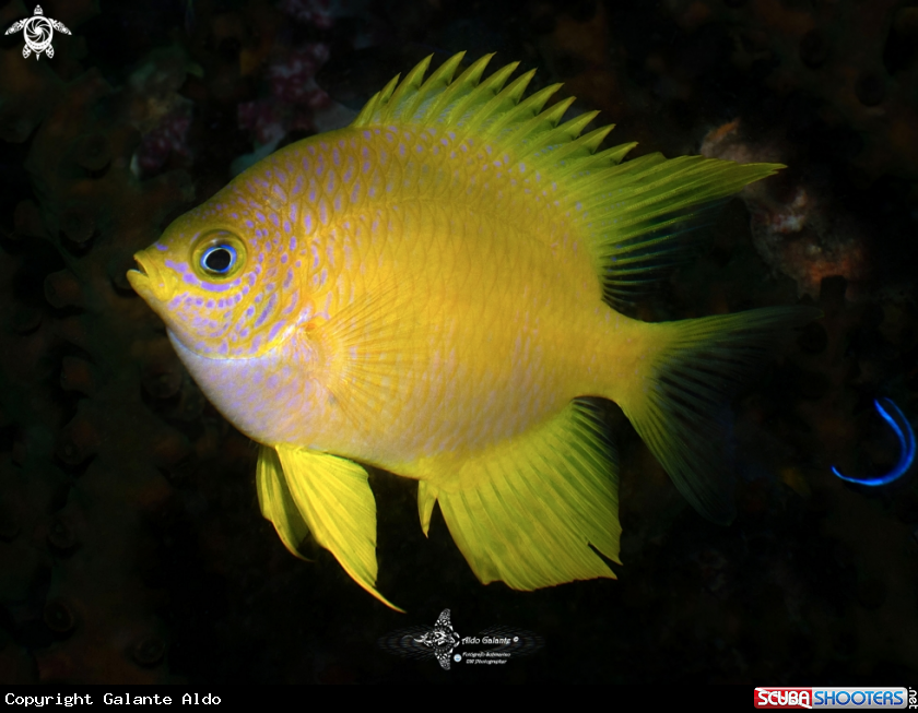 A Golden Damselfish