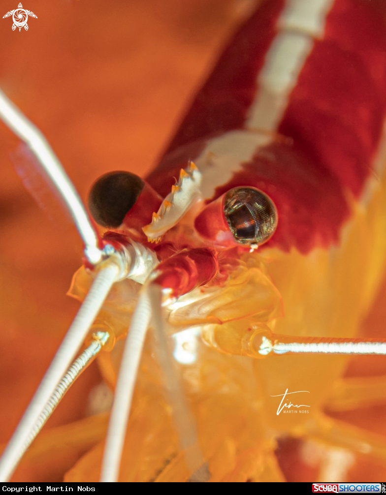 A Caribbean Cleaner Shrimp