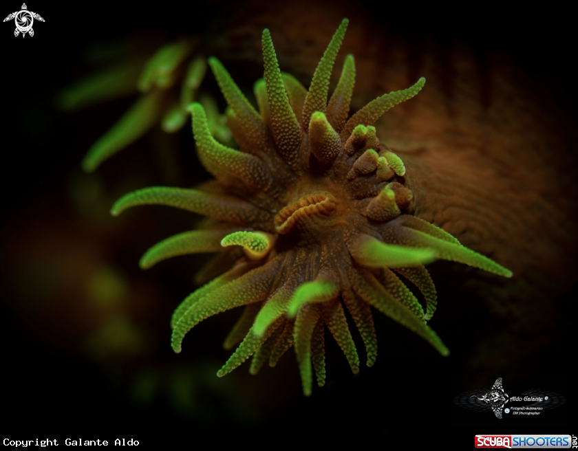 A Coral