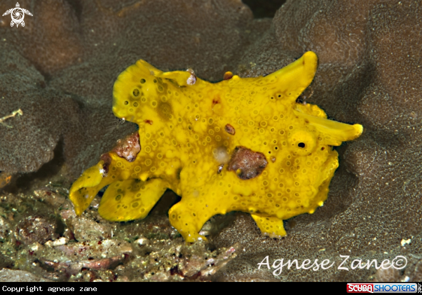 A Frogfish