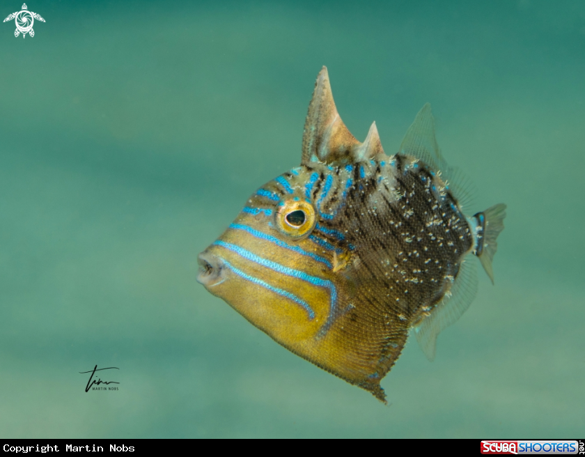 A Queen Triggerfish