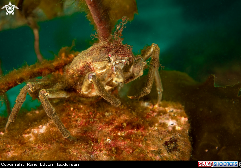 A Hyas araneus
