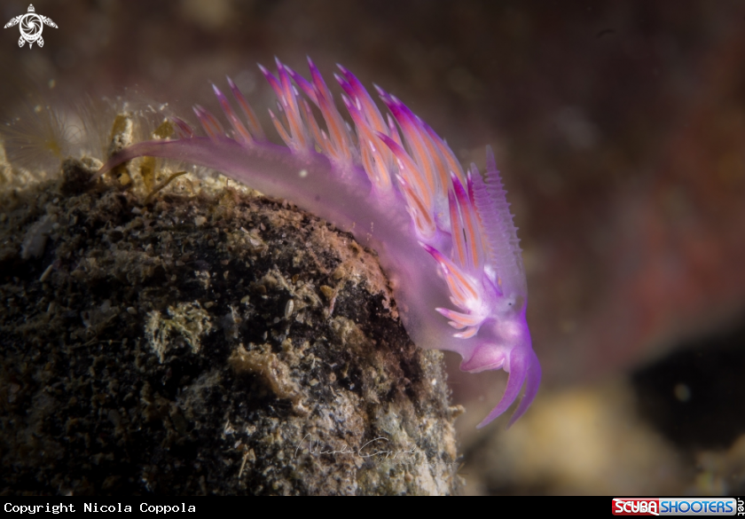 A nudi