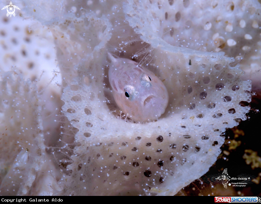 A Bryozoan Goby (12-13 mm)