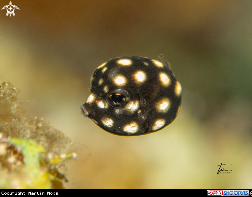 A Smooth Trunkfish