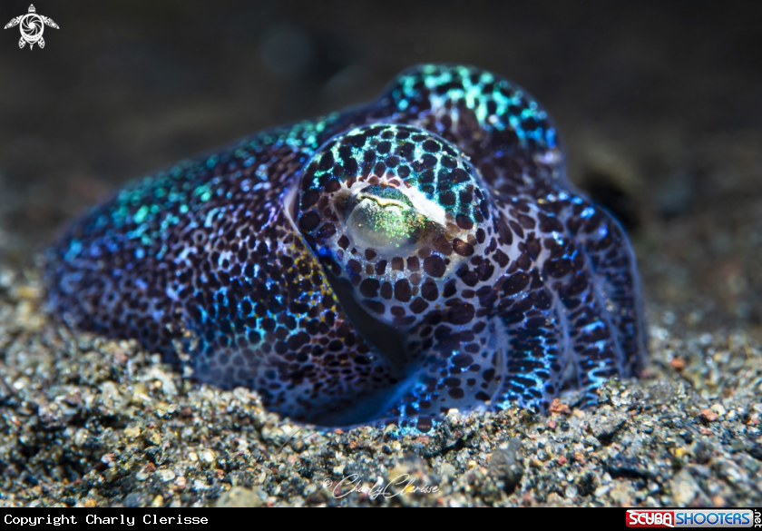A Berry's Bobtail Squid