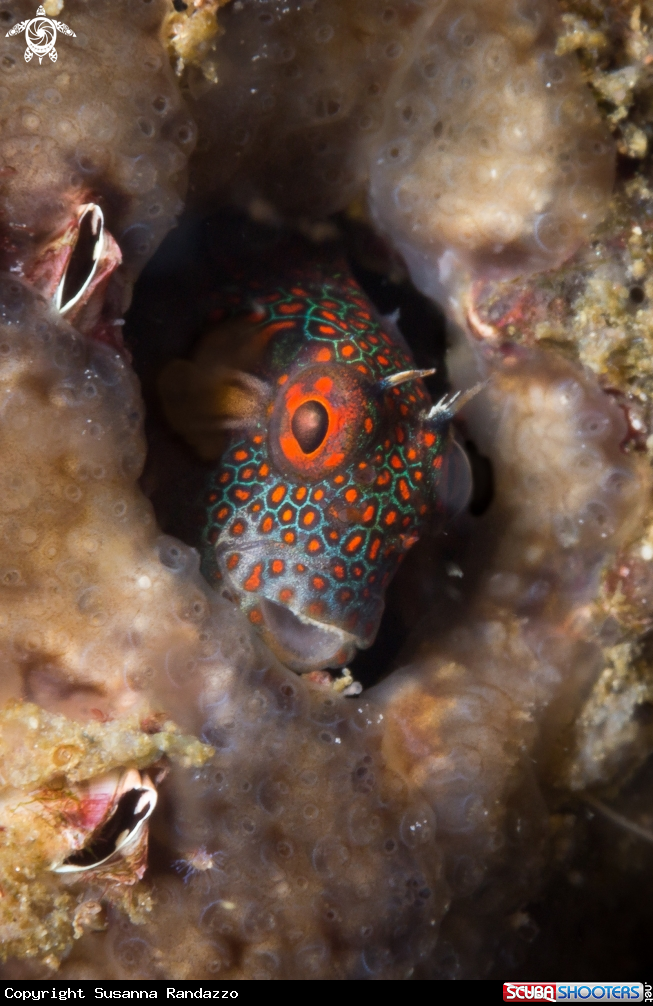 A Orange spotted blenny