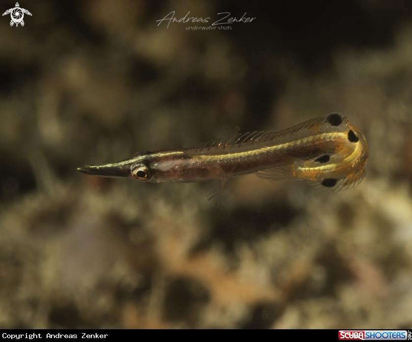 A Arrow blenny