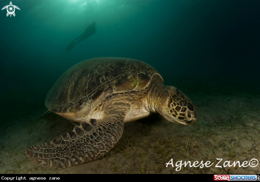 A Turtle