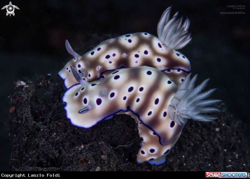 A Nudibranch