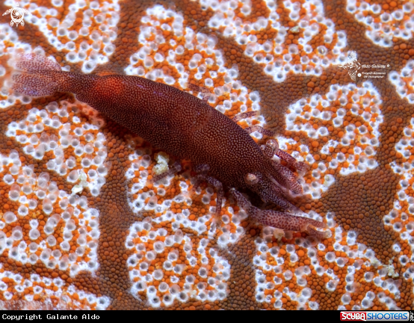 A Sea Star Shrimp