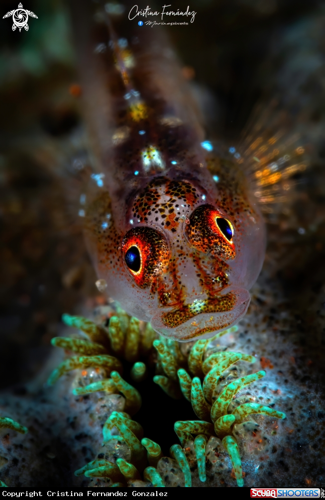 A Goby