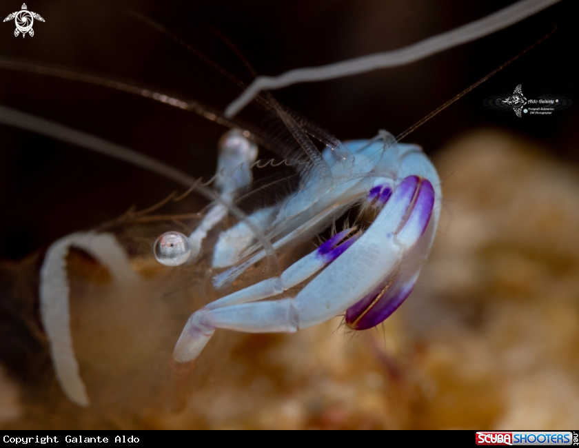 A Shrimp