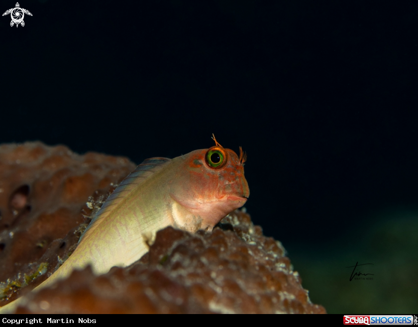 A Redlip Blennie