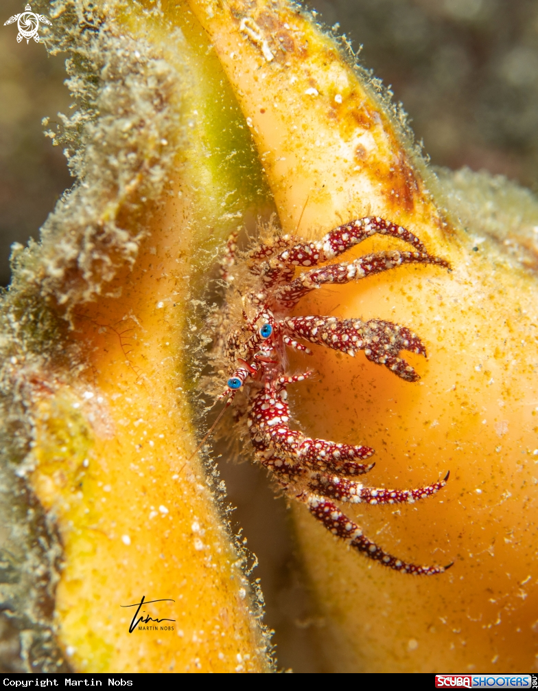 A White Speckled Hermit Crab