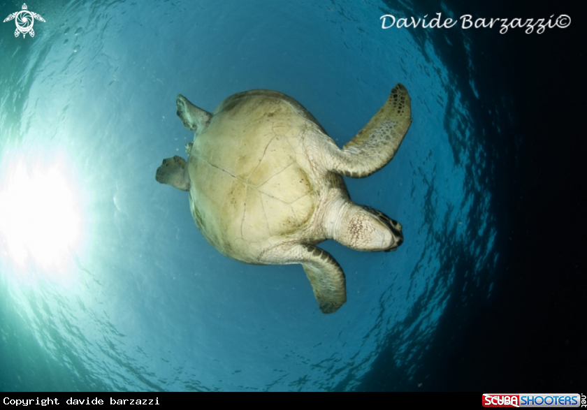 A Turtle