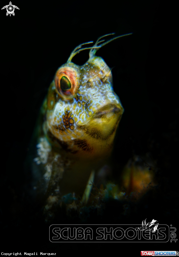 A Seaweed blenny
