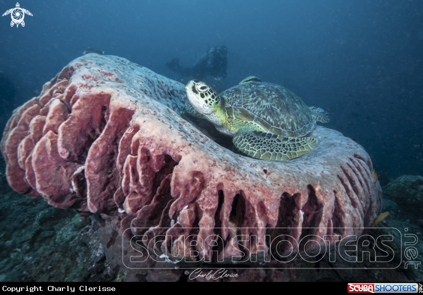 A Green Sea Turtle