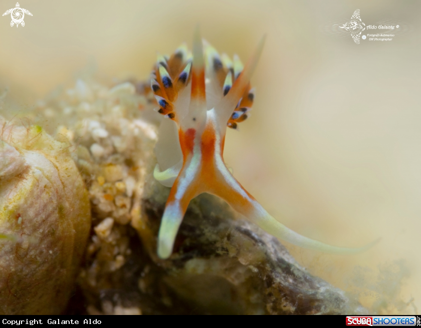 A Sea Slug-Nudibranch (25 mm)