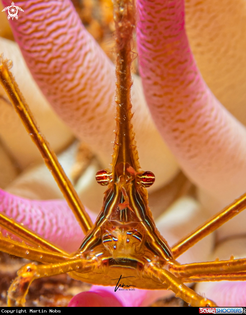 A Arrow Crab