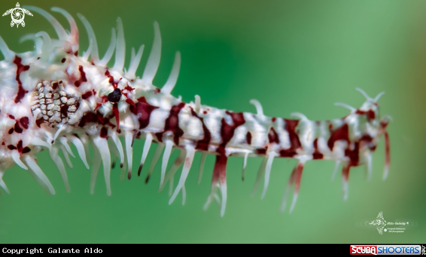 A Ghost Pipefish