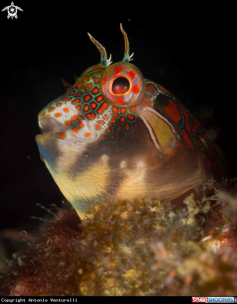 A Tessellated blenny
