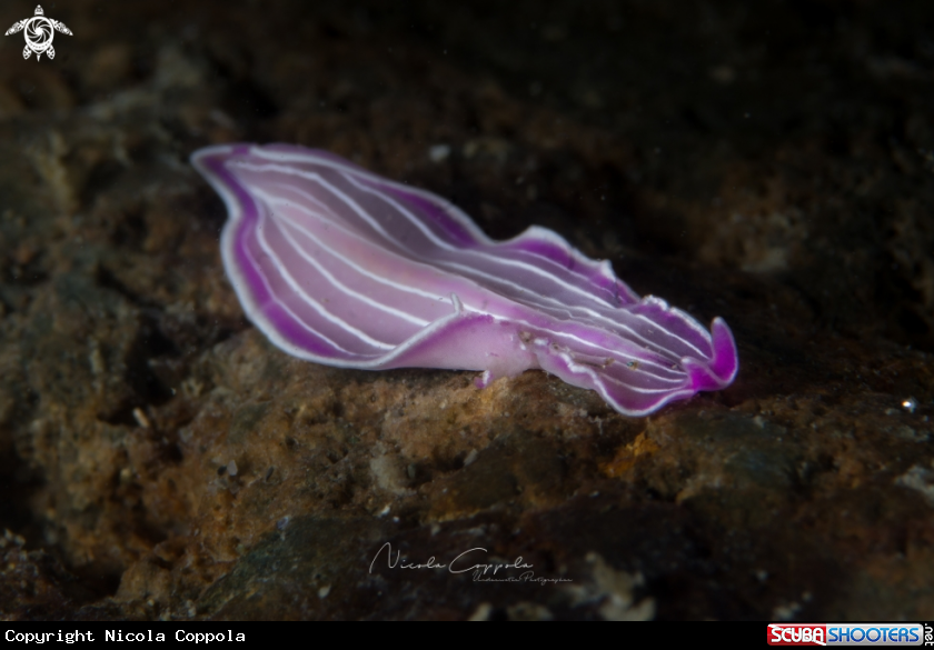 A PROSTHECERAEUS ROSEUS