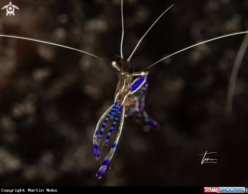 A Pederson's Cleaner Shrimp