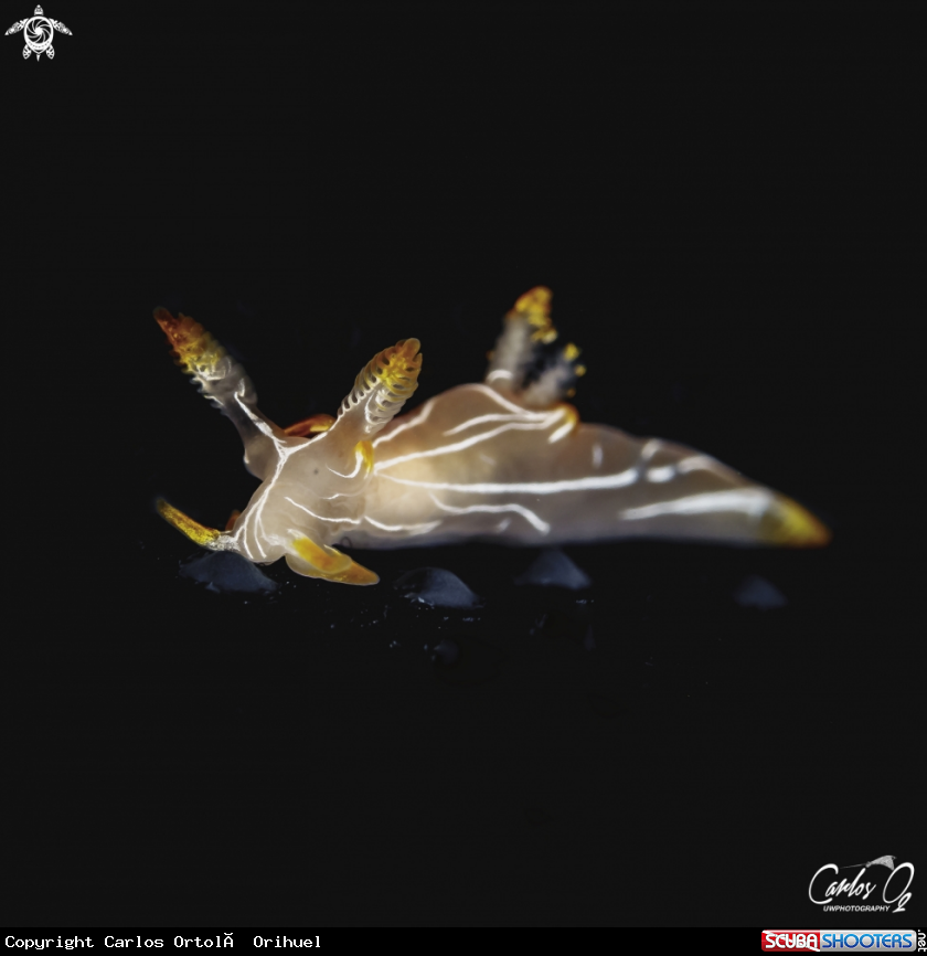 A Nudibranch