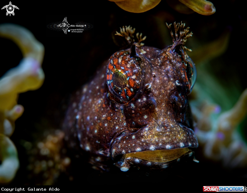 A Starry Blenny 