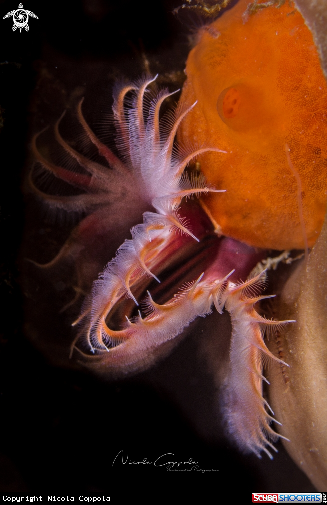 A Serpula vermicularis