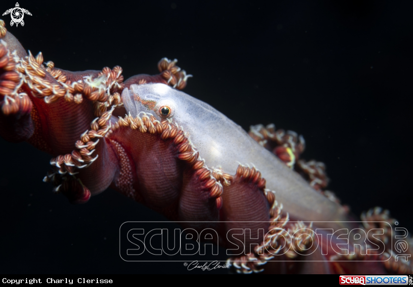 A Soft Coral Ghost Goby