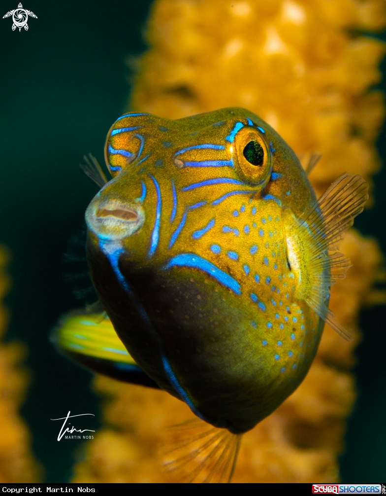 A Sharpnose Pufferfish