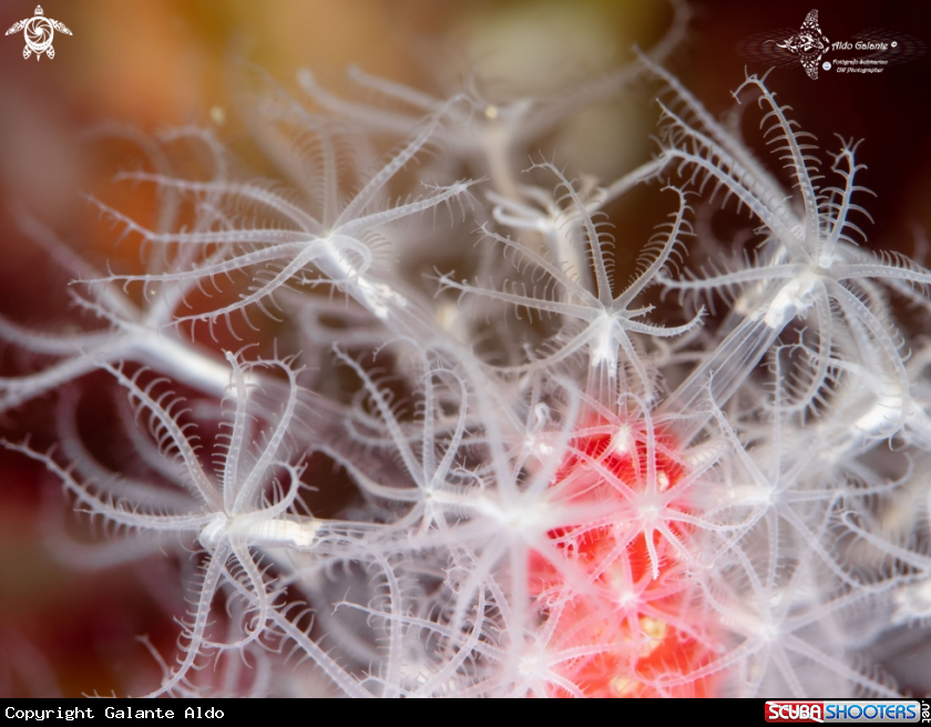 A Soft Coral