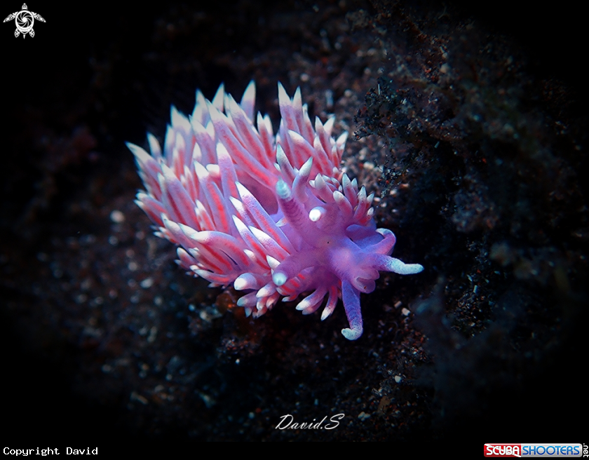 A Flabellina Affinis