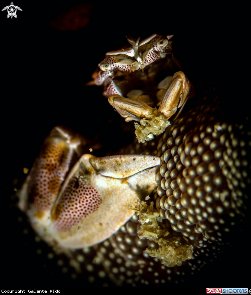 A Porcelain Crab