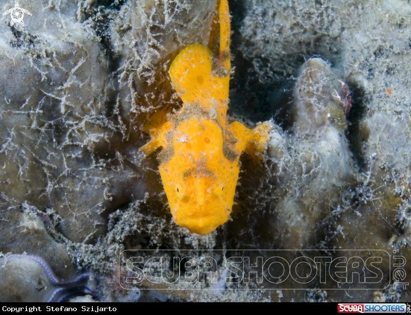 A Frog Fish