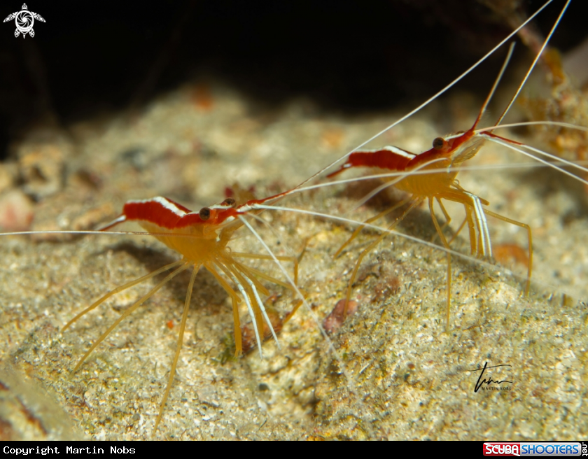 A Caribbean Cleaner Shrimp