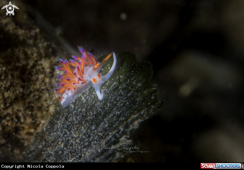 A nudi