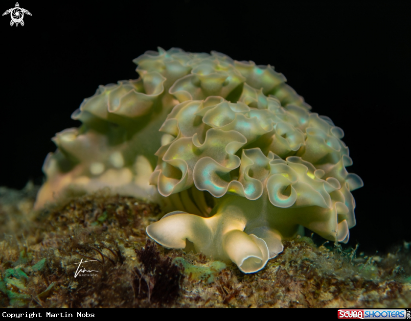 A Lettuce Sea Slug