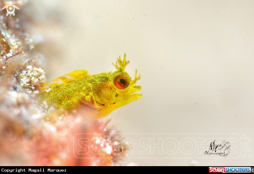 A Roughhead Blenny 
