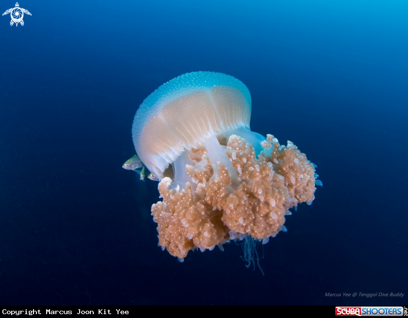 A Jellyfish