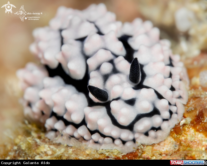 A Phyllidiidae Nudibranch