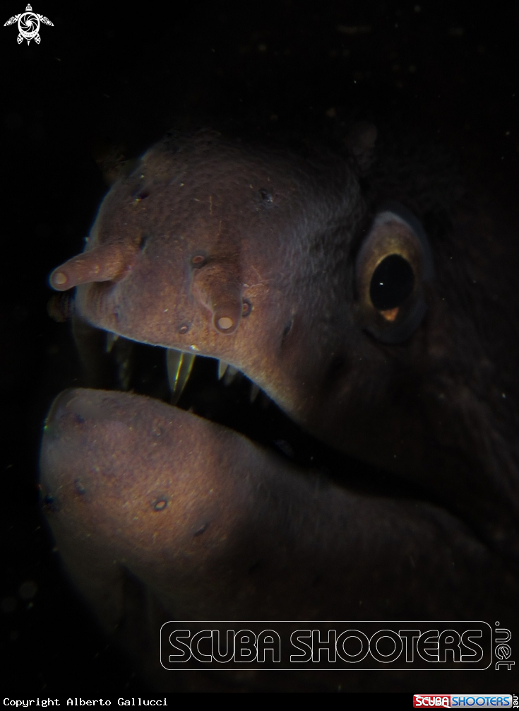 A underwater creature
