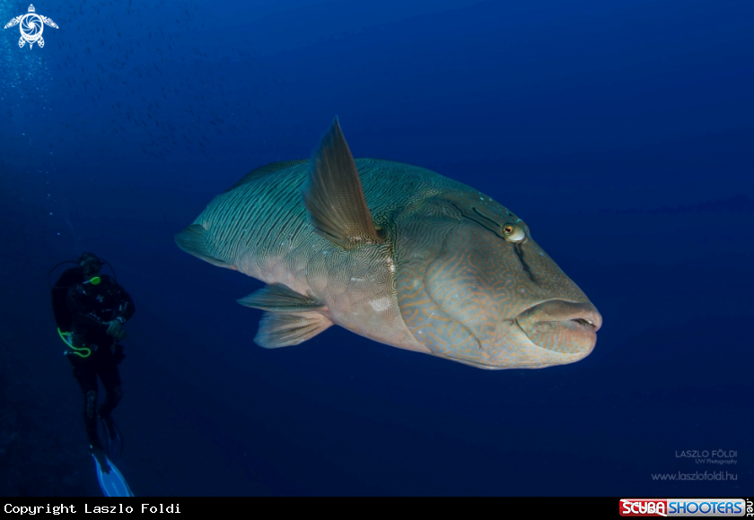 A Napoleon wrasse