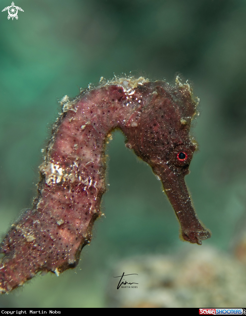 A Seahorse