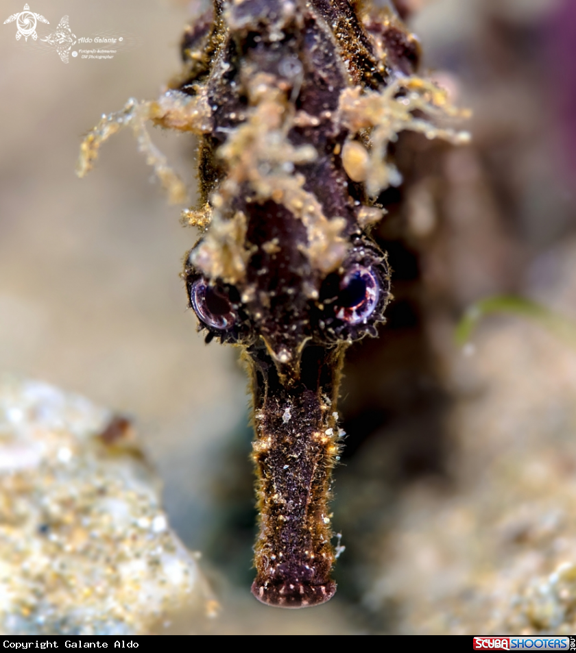 A Seahorse