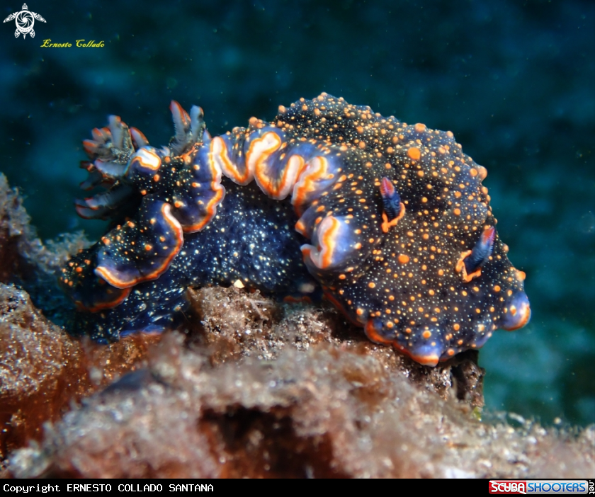 A Nudibranquio