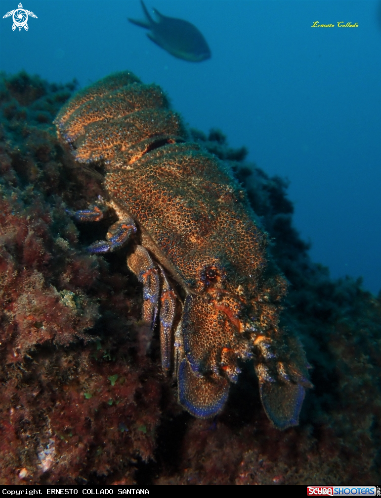A Langosta canaria